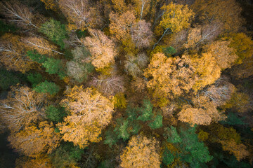Above aerial shot of green pine forests and yellow foliage groves with beautiful texture of golden treetops. Beautiful fall season scenery in evening. Mountains in autumn in golden time
