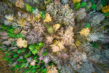 Above aerial shot of green pine forests and yellow foliage groves with beautiful texture of golden treetops. Beautiful fall season scenery in evening. Mountains in autumn in golden time