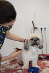 Dog groomer performing haircut to shih tzu dog breed