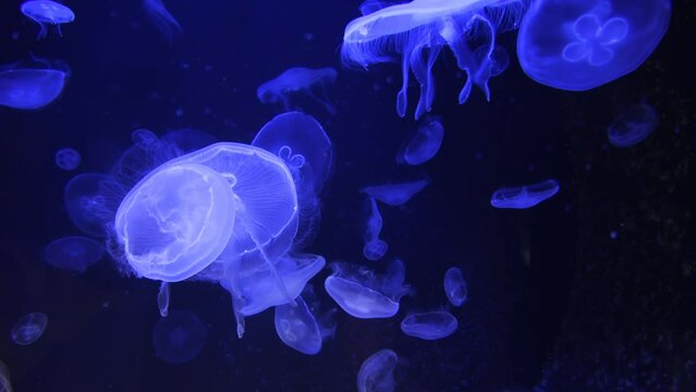 Relaxing underwater video of floating luminescent sea jellyfish in fluorescent light