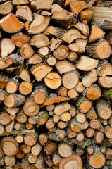 view of oak wood cut and stacked for drying, wood for winter