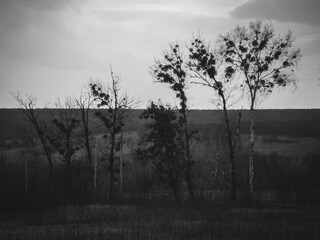 View of the trees in the field