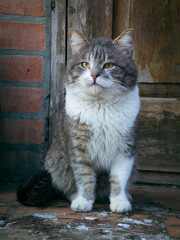 Cat with yellow eyes