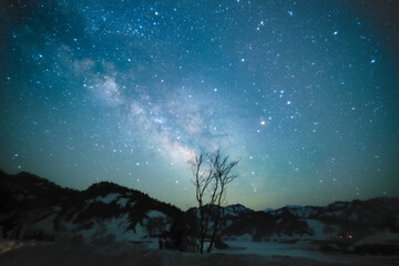 Fototapeta premium A bare tree and the milky way