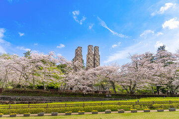 静岡県伊豆の国市　満開の桜と韮山反射炉