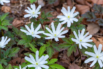 Anemone raddeana with white chrysanthemum-like flowers in early spring.