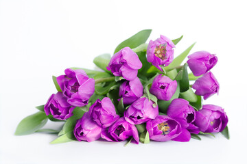 Pink tulips isolated on white background. Spring tulip flowers. Easter Mothers day or Valentine's day greeting card. Bunch of purple tulips. Tulip petals. Birthday celebration concept. Copy space 