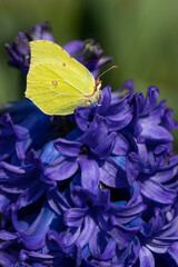 Latolistek cytrynek, żółty motyl na fioletowym kwiatku hiacyncie