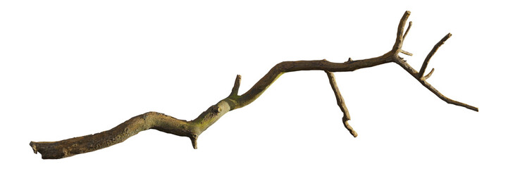Obraz premium branch, twig isolated on transparent background