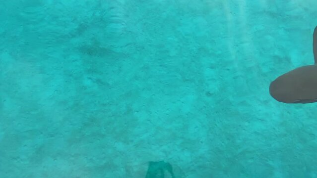 Nurse sharks and remora swimming in peaceful turquoise ocean water of George Town, Exuma, The Bahamas