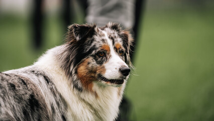 Merle Australian Shepherd Dog during a survey