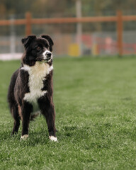 Australian shepherd dog during a survey