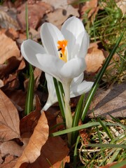white crocus flowers