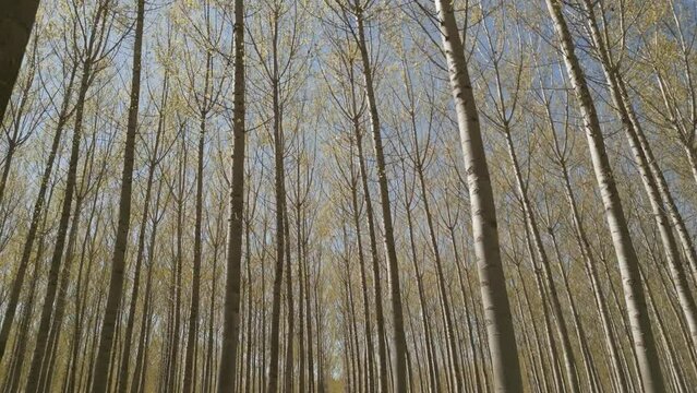 vista de drone de una plantaci&oacute;n de &Aacute;lamos.