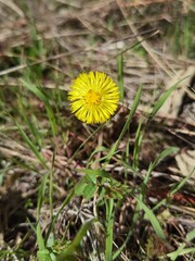 dandelion in the grass