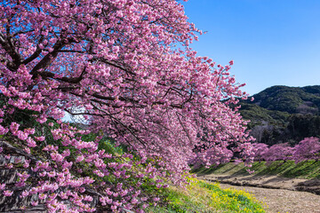 Beautiful Kawazu cherry blossoms blooming at the riverside of Izu.