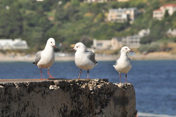 Seagulls chatting