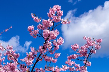 Close-up of Kawazu cherry blossoms in Izu.