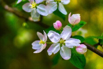 Apple flowers. Soft selective focus. Blurred background. bokeh effect.