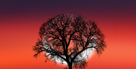 Fototapeta na wymiar Silhouette of barren lone tree with crescent moon 