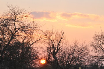 Sunset behind trees