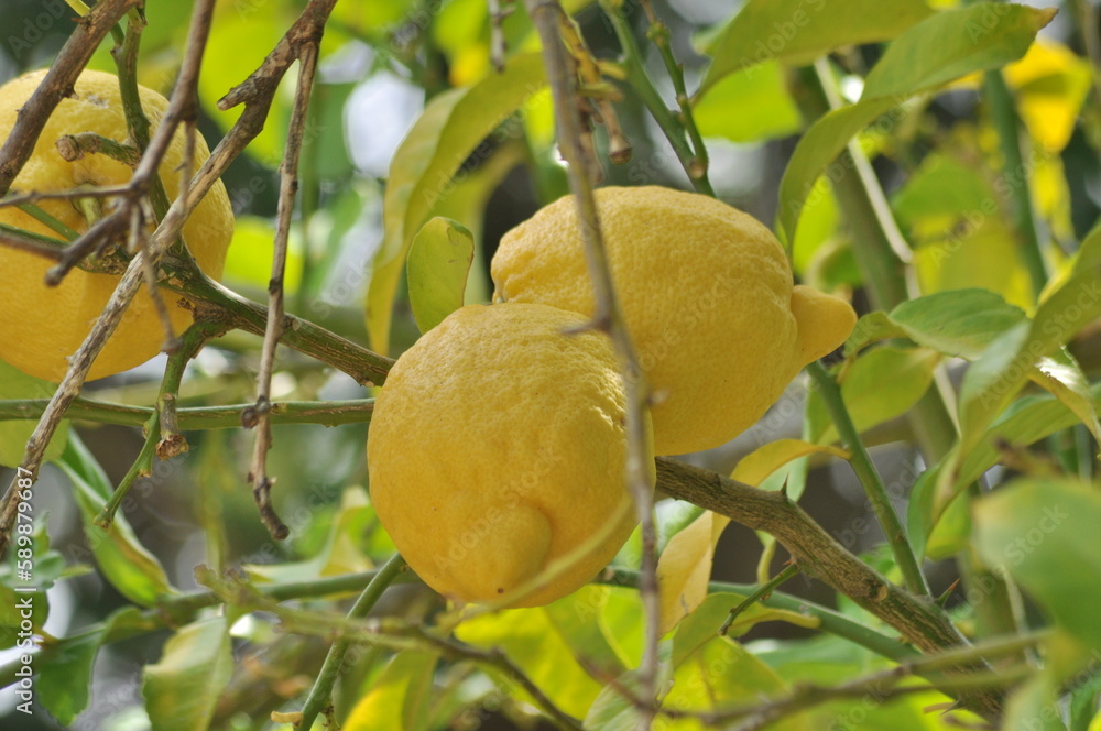 Wall mural Lemon tree