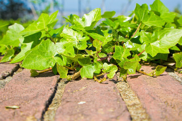 Old brick blocks wall and green creeper - Brick wall covered in ivy