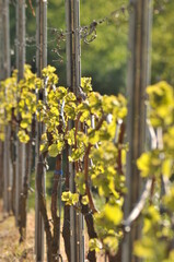 Vine in the spring time  