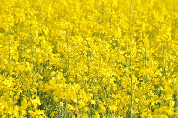 Rapeseed field