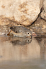 The Common Redstart female (Phoenicurus phoenicurus).