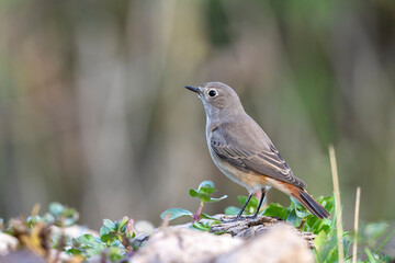 The Common Redstart female (Phoenicurus phoenicurus).