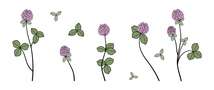 Set of vector luxury pink clover flowers and leaves. trendy twigs botanical elements on white background. Hand drawn elements. Wedding elegant wildflowers for invitation, decor, design, print.