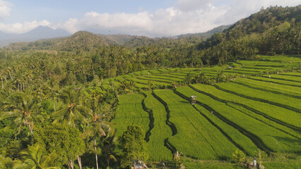 green rice terraces, fields and agricultural land with crops. aerial view farmland with rice terrace agricultural crops in countryside Indonesia,Bali