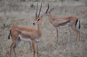 Antilopes africaine Kenya savane 