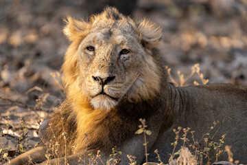 male lion in the wild