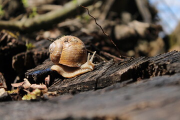 snail on a tree