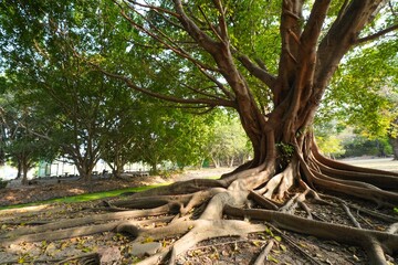 A large tree with many roots, broad trunk, green leaves.