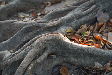Big tree roots on the ground for background