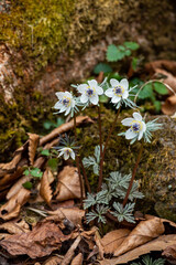 Eranthis pinnatifida, a pretty flower that blooms in early spring.