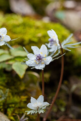 Close-up of the pretty flowers of Eranthis pinnatifida.