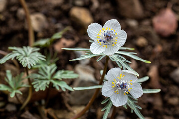 Close-up of the pretty flowers of Eranthis pinnatifida.