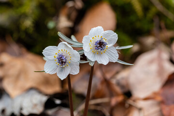 Close-up of the pretty flowers of Eranthis pinnatifida.