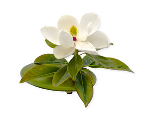 large southern Magnolia - Magnolia grandiflora - bloom, blossom or flower fully open in perfect form showing yellow and red middle and green leaves in flower frog isolated on white background
