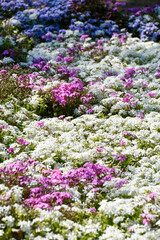 Fototapeta premium 一面に咲き誇る芝桜