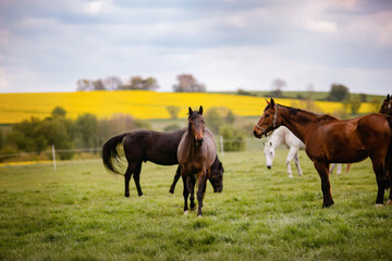 Fototapeta na wymiar Pferde draußen am grasen.