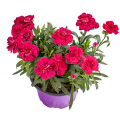 Carnation or clove pink flower