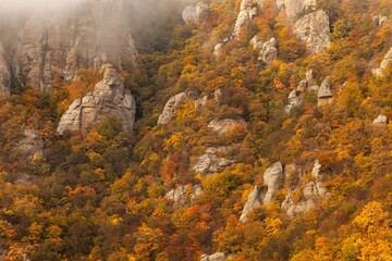 Mountain autumn forest. Hills trees in fall. Beautiful mountains
