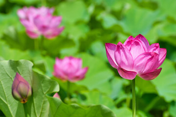 Fototapeta na wymiar 上野 不忍池の美しい蓮の花 Beautiful lotus flowers at Ueno Shinobazu Pond in Japan 