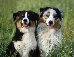 un perro pastor australiano en un campo verde