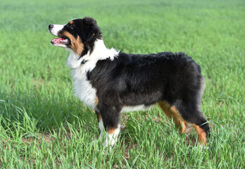 un perro de raza pastor australiano en el campo